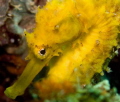 The Picture of the shy female tigertail seahorse was taken at the local Islands Ao Nang / Krabi, Thailand.