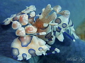 harlequin shrimp