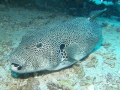 large