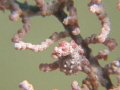 Pregnant Pygmy Seahorse (had a hard time focussing)
