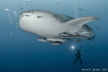 WhaleShark with Videographer