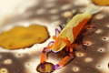 Imperior shrimp on the sea cucumber.