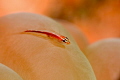 Pink-lined reef Goby.
