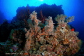 Island Sipadan.