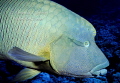 Napoleon Fish, Sharm il Sheik Egypt