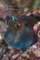 Blenny de Perfil, Acapulco Mexico