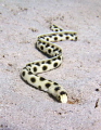Spotted snake eel makes its way towards the camera
