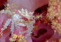well defended for coral polyps