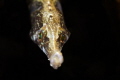 Pacific Bay Pipefish
This one seemed interested in the reflection of my port and allowed me to get very close to it (2-3 inches).