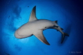 How do you get back to the boat with this bull shark right over head?