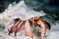 Cangrejo Hermitaño, San Pedro Belize