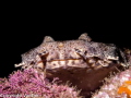 Wobbegong shark, lying on a ledge