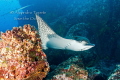 Eagle Ray infront, Galapagos Ecuador