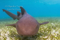 Nurse Shark encounter, San Pedro Belize