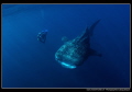 Whale Shark encounter... :O)..