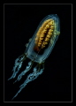 A type of jellyfish, complete with a few tick-like hitch-hikers, I encountered while ascending.