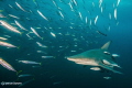 Blacktip in action D600