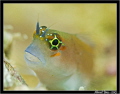 Portrait of a blenny....
Canon 600D - Canon 60 mm - 2xYS-D1 + Subsee 10
1/125 - f:6,3 - Asa:400