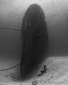 Freediver at Ex-USS Kittiwake