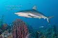 Master of the Reef, Gardens of the Queen Cuba