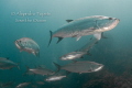 Tarpon's in Xcalac, Xcalac Mexico