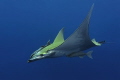Beauty in the blue - a atlantic mobula on the azores