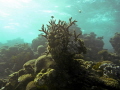 Hard corals at Great Barrier Reef, Cairns, Australia.