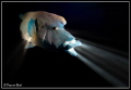 The napoleon wrasse swallowed my torch...