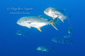 Golden Jack's, Plataforma Tiburon Tamiahua