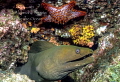 Green Morey with Star, La Paz Mexico
