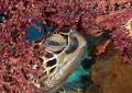 Green  Turtle
Who's there ?
Bunaken,Sulawesi,Indonesia, Bunaken Island,
Nikon D 300 S, Micro 60, 1/320 ,f 11, iso 400 in Kinetics
sea&sea YS- d1