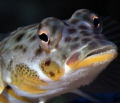 Yellowbar Sandperch
