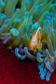 Anemone fish
