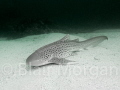 Leopard Shark - Julian Rocks, Byron Bay, NSW, Australia