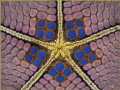 Symmetry -
Structure of a seastar