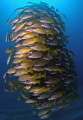 School of Yellow Snapper