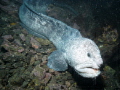 Wolf Eel..My sea andn sea DGX-1 was crapping out.. Took a lot of photos but most of them look good only in black and white...Time to upgrade...