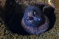 Please open your mouth wide ...

NIKON D7000 in a Seacam 