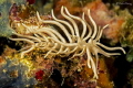 Phyllodesmium briareum‏
Canon 60d - Macro Canon 100mm
Nauticam Housing - 2x Inon Z240
iso 160 - f22 - 1/160
at Moalboal, Philippines
