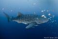 Whale Shark, Papua
