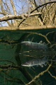 Pike in the Mirror...