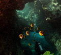 Some back-scatter, due to direction of the swell during the week of the dives.