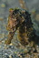 Seahorse #2

NIKON D7000 in a Seacam 