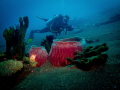 buddy diver