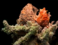 red frogfish
