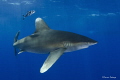 Oceanic White Tip - CAT Island Bahamas