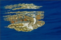 Turtle and reflection -
 
Have fun watching.