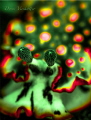 Nudi Fluo Dive