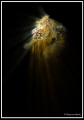 seahorse with backlights