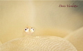babygoby